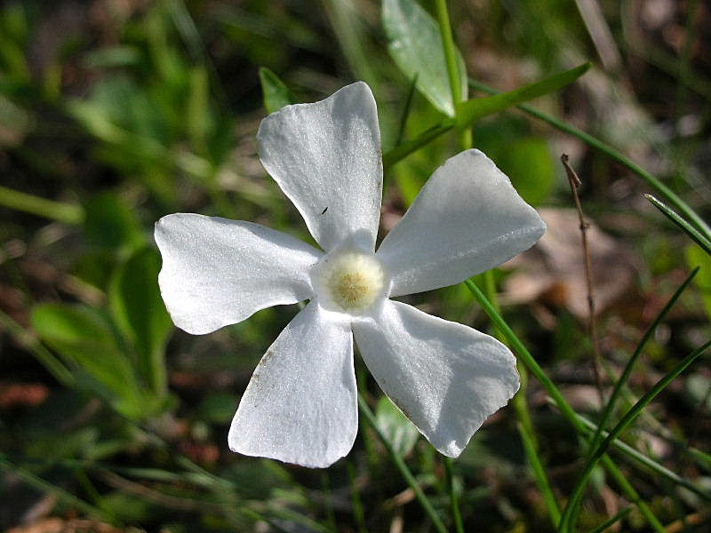 Vinca minor / Pervinca minore